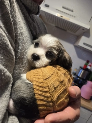 Welpe sucht liebevolles ruhiges Zuhause