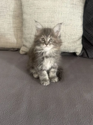 Wunderschöne Kätzchen der Rasse Maine Coon suchen ein liebevolles Zuhause 