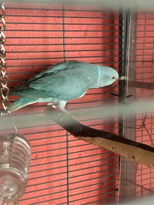 Halsbandsittiche 1.2