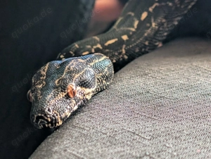 Boa Constrictor IMG het Leopard 0.1