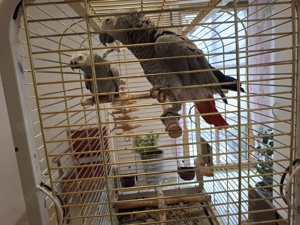 Graupapageien Pärchen 