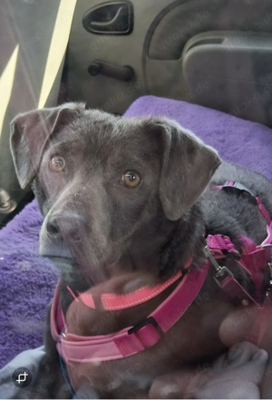 Lillie sucht ihr Traum zu Hause