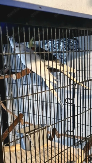 Nympfensittig 2abzugeben parchen halbes Jahr alt 