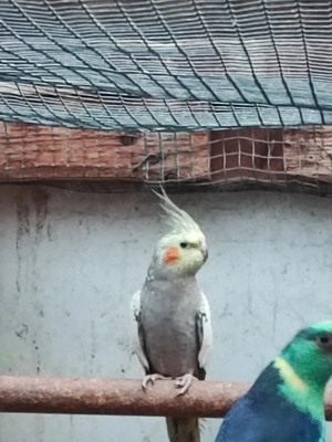 Bergsittiche, Nymphen, Rosella, Barnadsittich