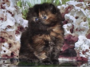 Reinrassige Perser Kätzchen 