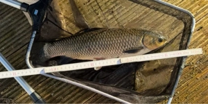 5 Graskarpfen 40-50 cm