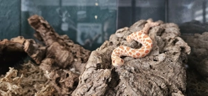 Heterodon nasicus Albino Hakennasennatter 2.0 Zwillinge 