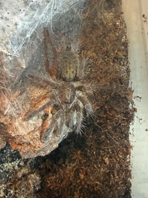 Verschiedene Vogelspinnen  Bild 9