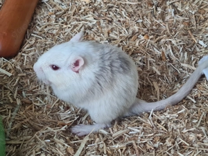 Rennmaus Rennmäuse Nachwuchs