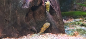 5 Stück Felsenschnecken ca. 4cm