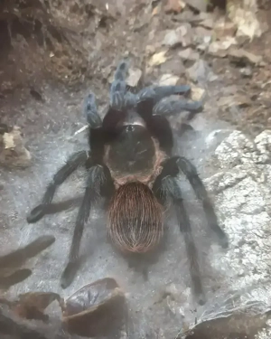 verschiedene Vogelspinnen 