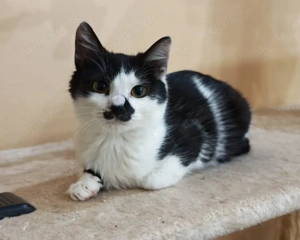 fröhliche kleine Katze Duffy sucht ein tolles Zuhause mit Artgenossen