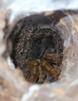 Vogelspinnen, Spinnen zur Abgabe 