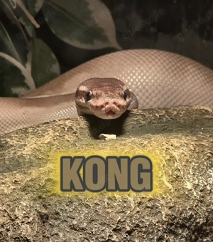 Königsphyton Purple Passion 