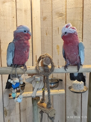 Rosakakadu junges Paar beide Handzahm 