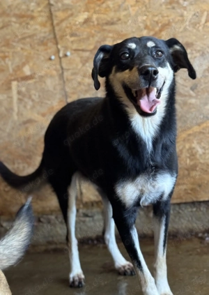 Trinity ca. 50 cm   die Neugierige