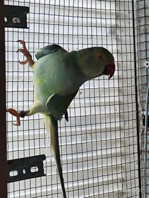 Halsbandsittich männlich 