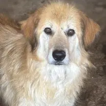 Mylo G ca. 60 cm   der Traurige