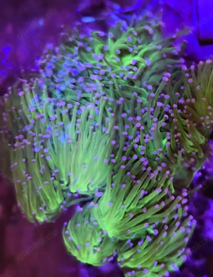 Euphylia glabarecene grün mit rosa Tips 