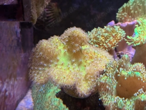 Pilzlederkoralle Weichkorallen Ableger Bild 8