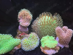 Pilzlederkoralle Weichkorallen Ableger Bild 7