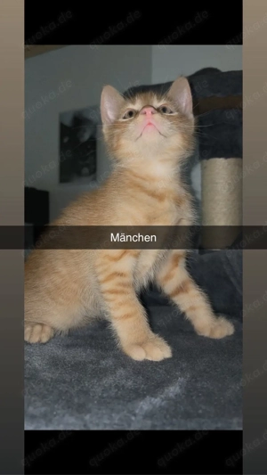 Süße Babykatzen suchen ein liebevolles Zuhause     