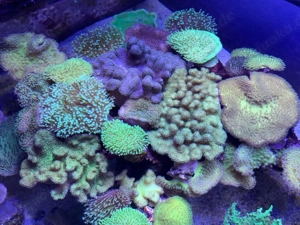 Pilzlederkoralle Weichkorallen Ableger Bild 10