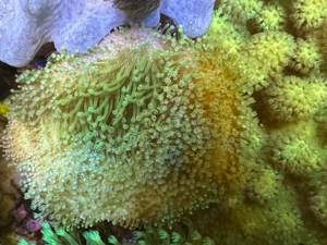 Pilzlederkoralle Weichkorallen Ableger Bild 9