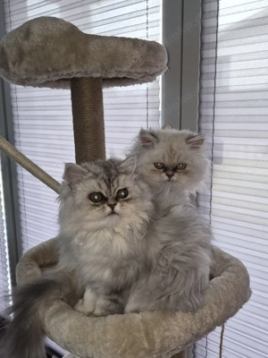 Zwei süsse Perserkittengeschwister suchen ein neues Zuhause 