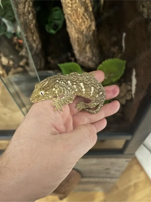 Rhacodactylus Leachianus Nuu Ami (Neukaledoischer Riesengecko)