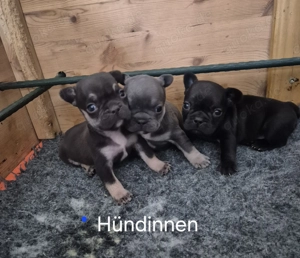 Französische Bulldoggen Welpen in schoko sowie bue and tan und black mit Papieren