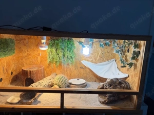 Bartagame Männlich 4 Jahre alt mit Terrarium komplett 
