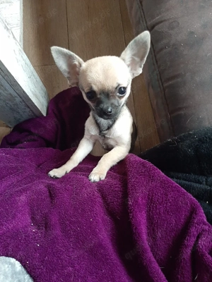 Reinrassige chihuahua welpen Bild 4