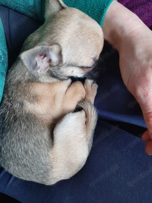 Reinrassige chihuahua welpen Bild 5