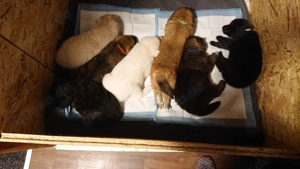 Akita Schäferhund Mix Welpen 
