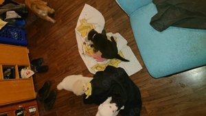 Akita Schäferhund Mix Welpen 