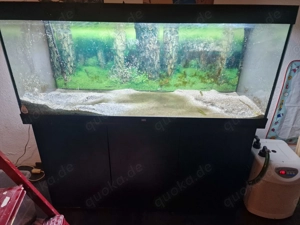 Axolotl mit aquarium 