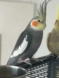 Hahn Coco sucht ein neues zuhause