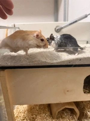 Zwei männliche mongolische Rennmäuse mit großem Stall abzugeben