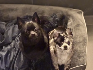 Pomeranian Chihuahua mix