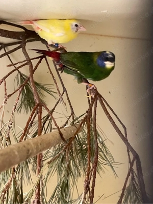 Papageiamadinen Pärchen