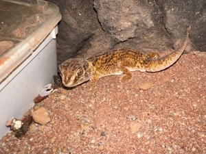 Chondrodactylus angulifer