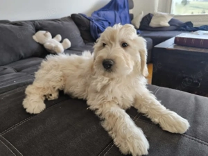 Zauberhafte Goldendoodle-Welpen  suchen ein Zuhause auf Lebenszeit!