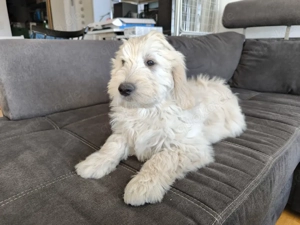 Zauberhafte Goldendoodle-Welpen  suchen ein Zuhause auf Lebenszeit!