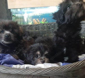 Bolonka-Shihzu Welpen 