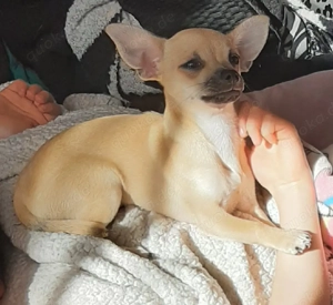 Reinrassige chihuahua welpen Bild 6