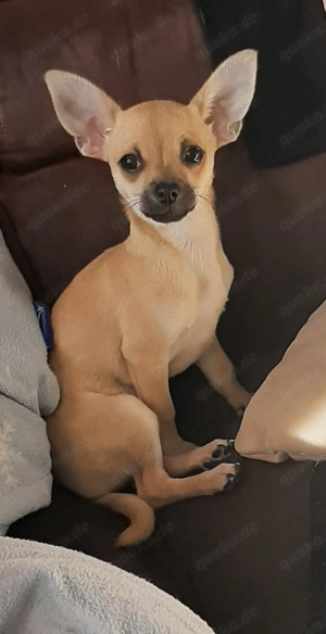 Reinrassige chihuahua welpen Bild 7