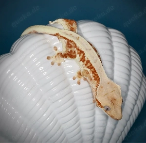 1.0 Kronengecko - red tricolor Lilly White - Wave