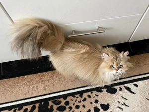 Britisch Langhaar mit Stammbaum,Zuchtkatzen,  BLH, blh Bild 9