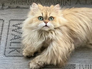 Britisch Langhaar mit Stammbaum, BLH, blh